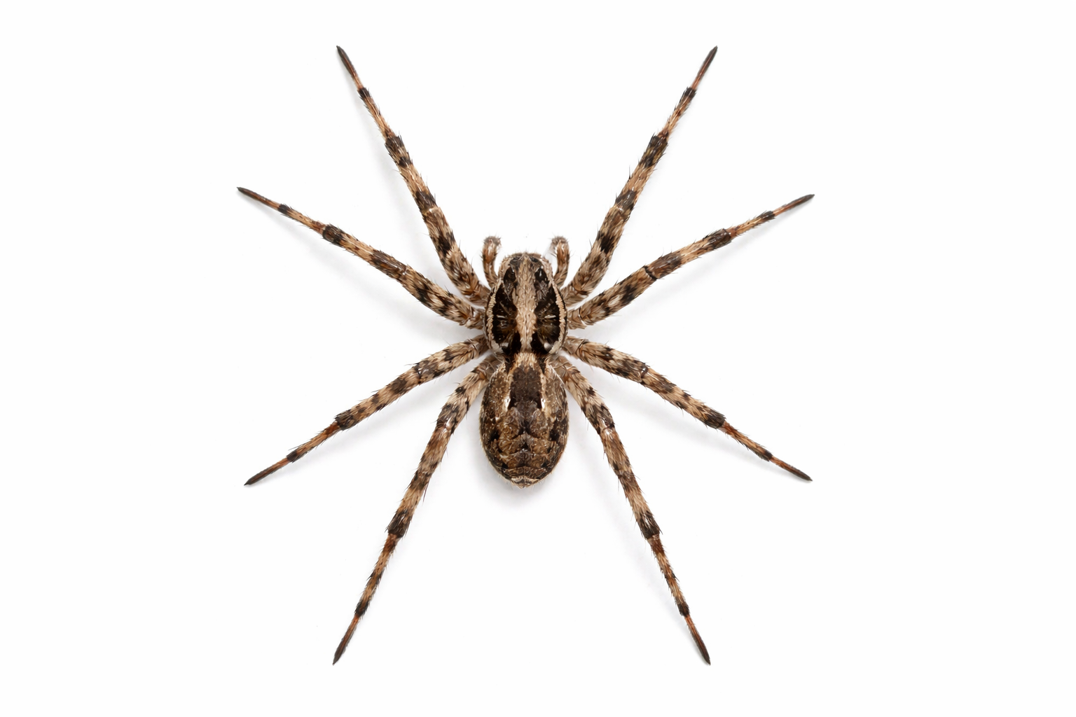Wolf spider with brown and tan striped legs on white background.