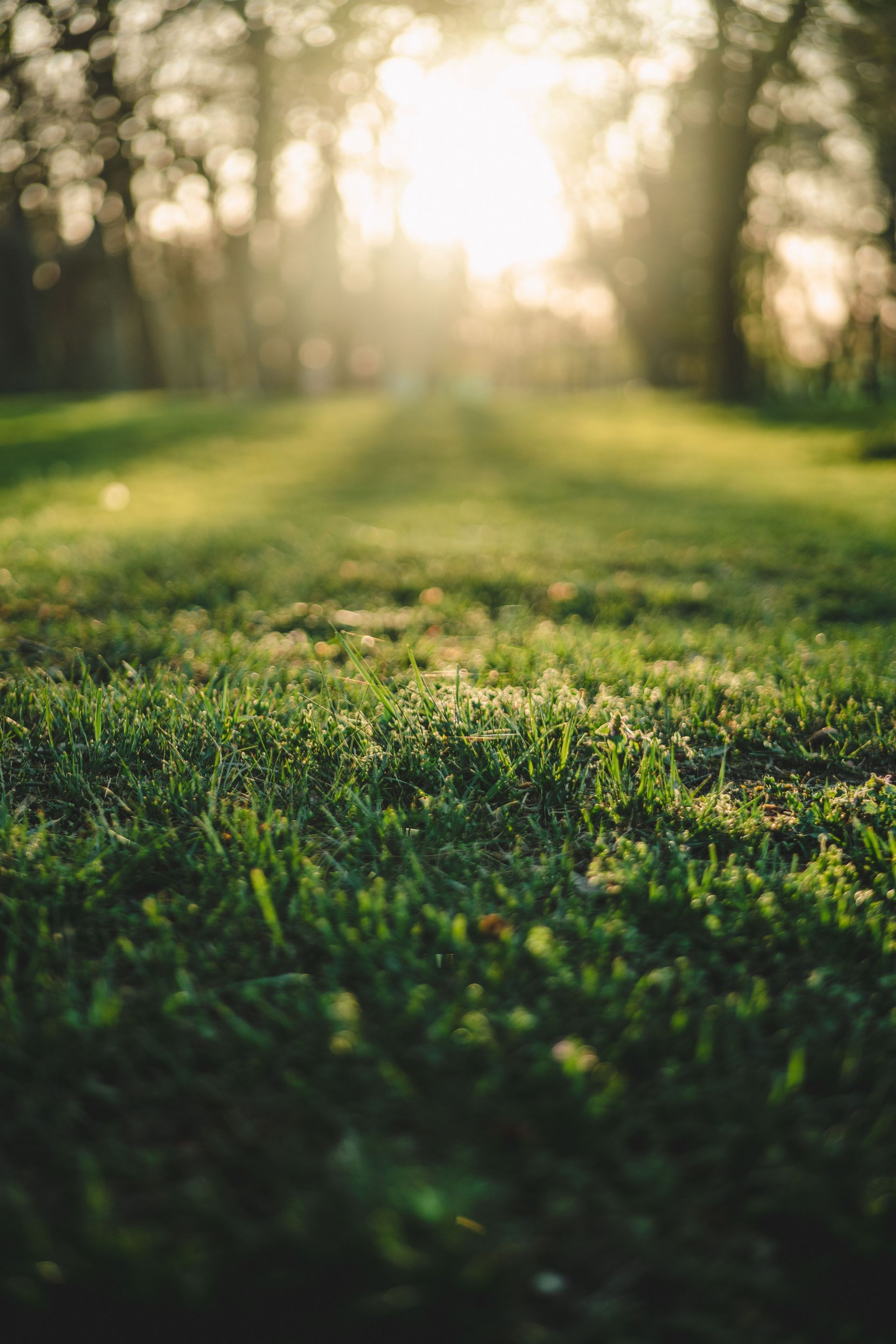 Sunlit grassy field with soft-focus trees in the background