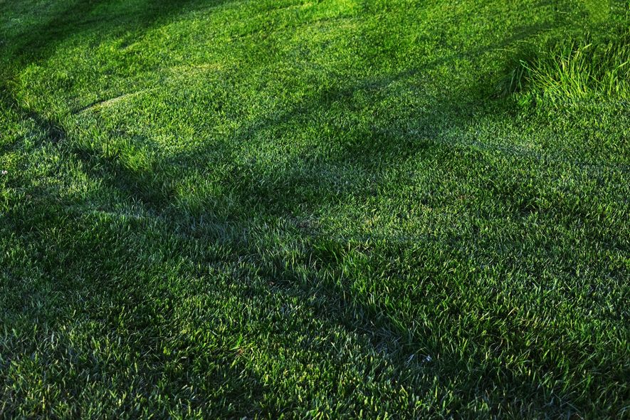 Sunlit green grass with diagonal tree shadows across a lawn