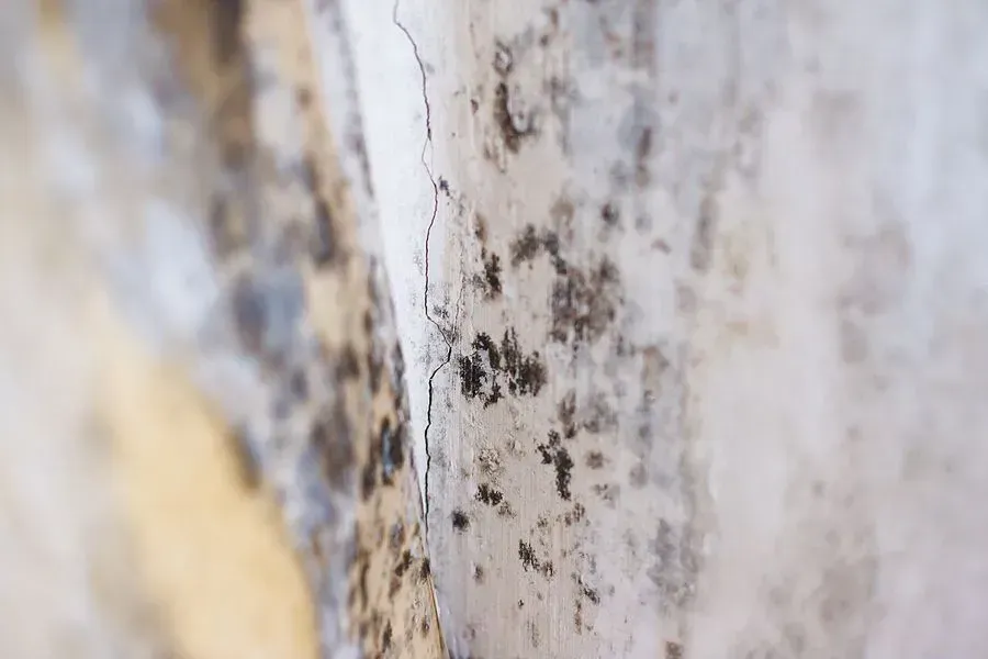 Close-up of a peeling white wall with dark mold or rust spots and a blurred beige edge.