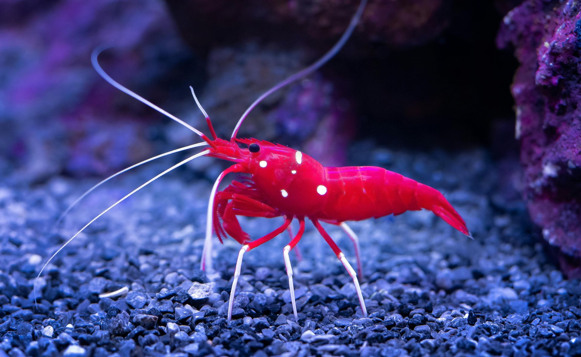 Red shrimp on a pebble-bottomed tank with purple coral in the background.