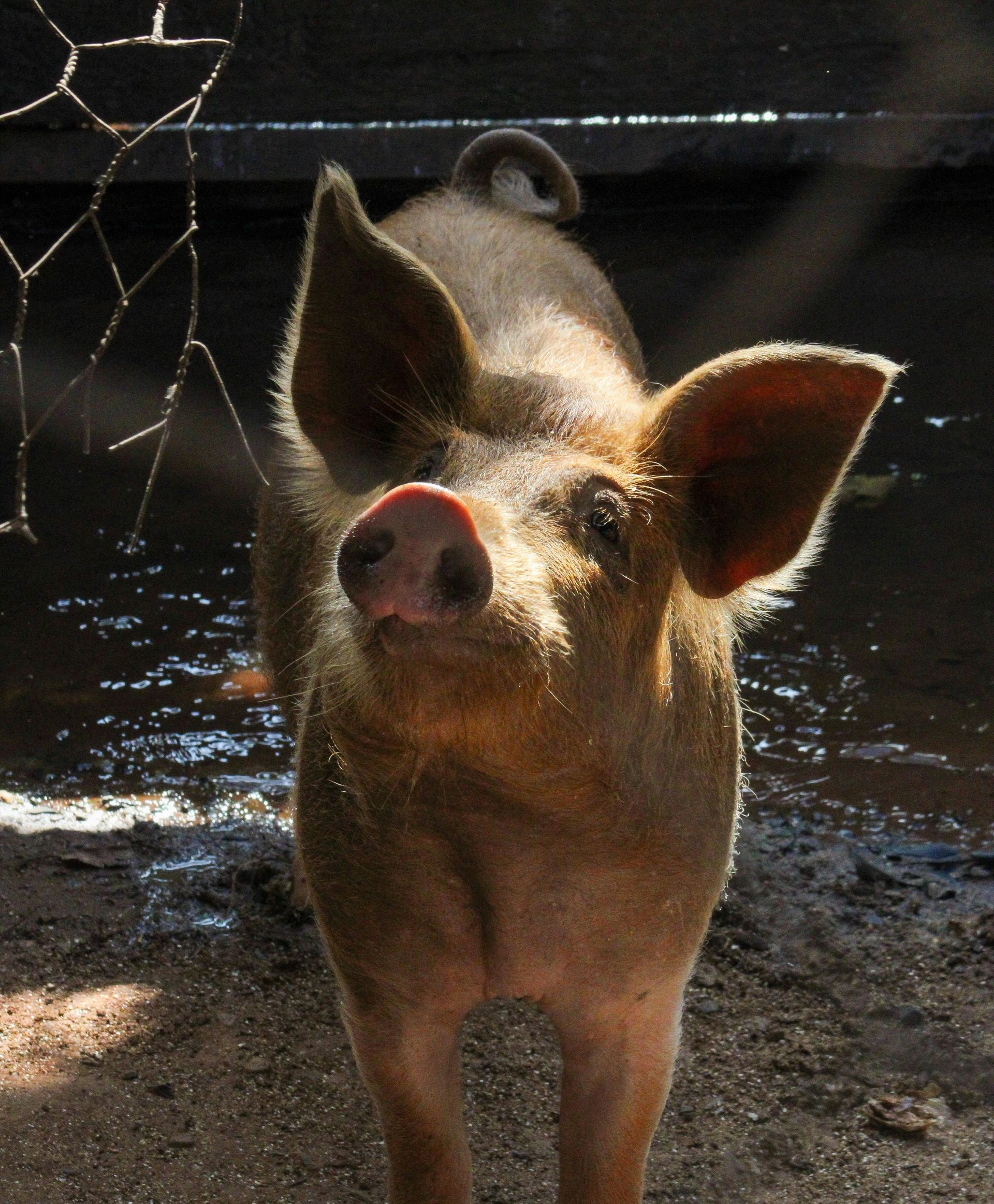 A brown piglet stands in the mud, ears perked up, facing the camera, symbolizing Lianfeng's dedication to livestock.