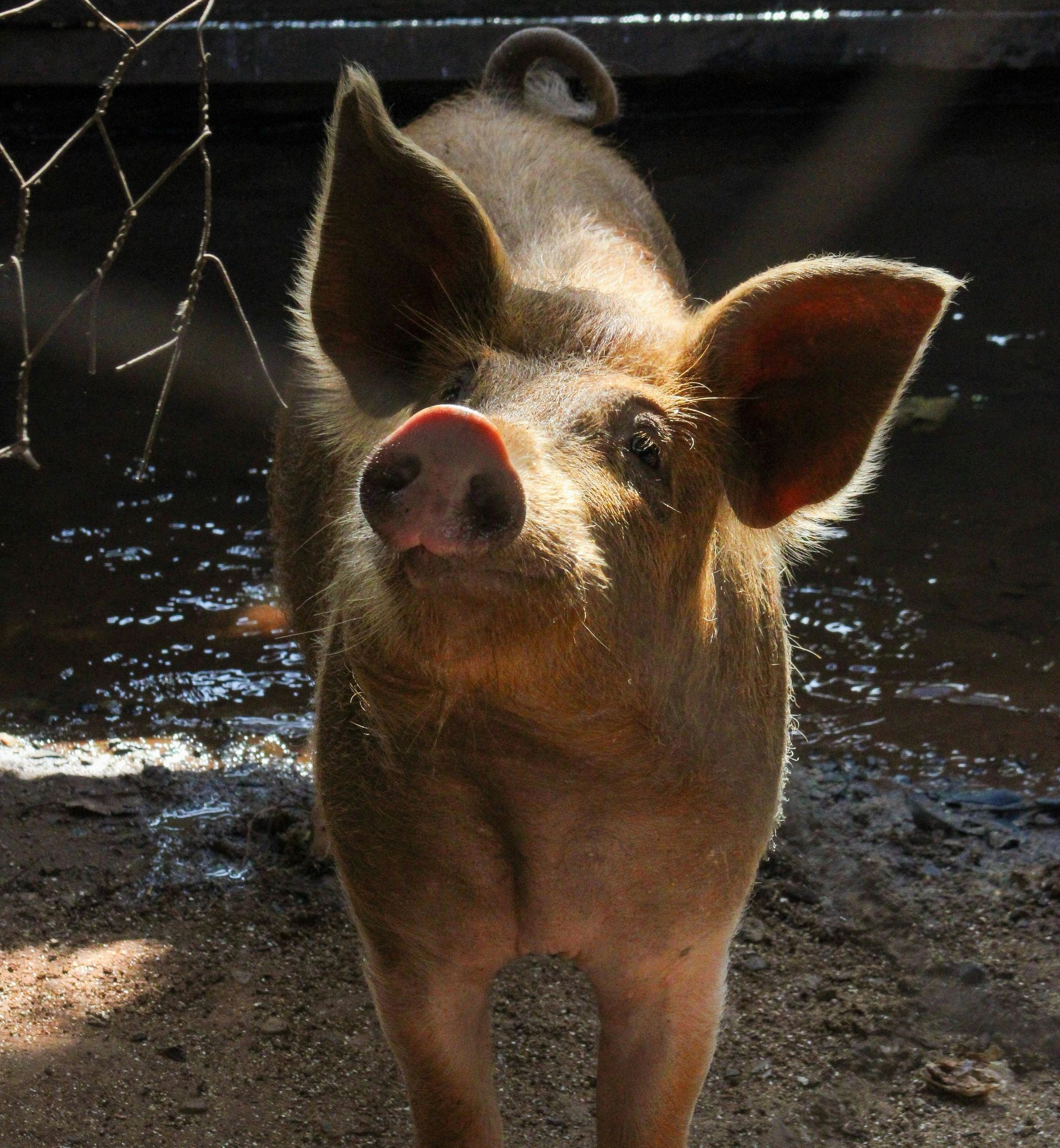 眼神明亮的健康豬隻，強調無抗生素飼養與動物福祉的成果