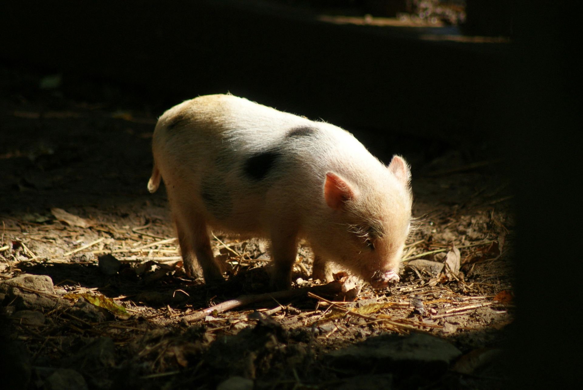 眼神明亮的健康豬隻，強調無抗生素飼養與動物福祉的成果