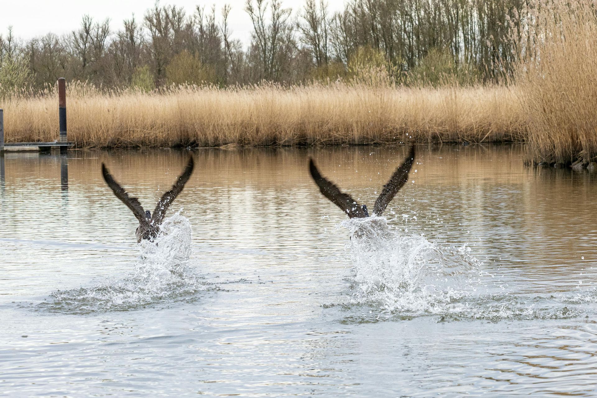 The ecological imagery of outdoor aquaculture ponds emphasizes green energy and water quality balance.