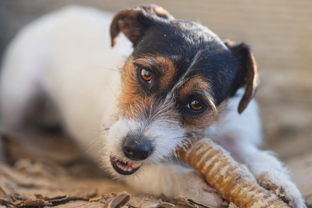 Jack Russell Eating a Dried Treat — NQ GAME MEAT in Currajong, QLD 