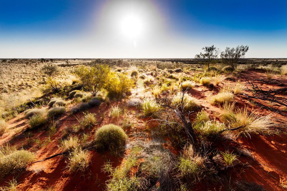 Australian Outback — NQ GAME MEAT in Currajong, QLD