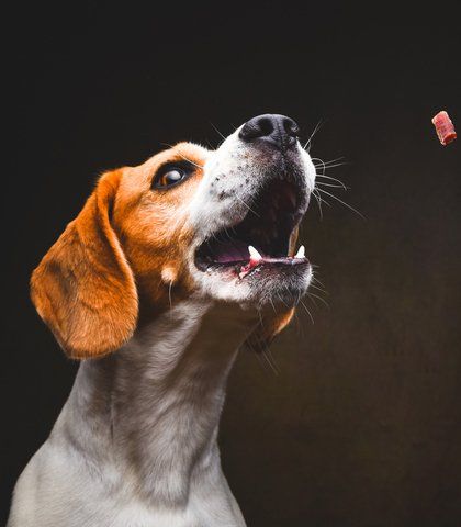 Dog Catching Treat — NQ GAME MEAT in Currajong, QLD