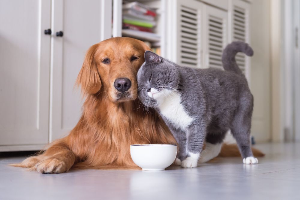 British Short Hair Cats and Golden Retriever — NQ GAME MEAT in Currajong, QLD