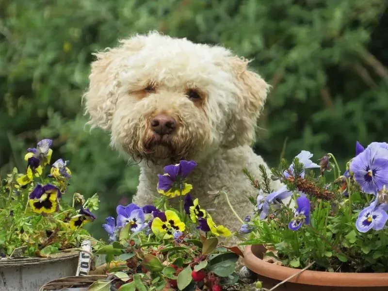 Crèmekleurige hond die boven paarse en gele bloemen in een plantenbak uitkijkt.