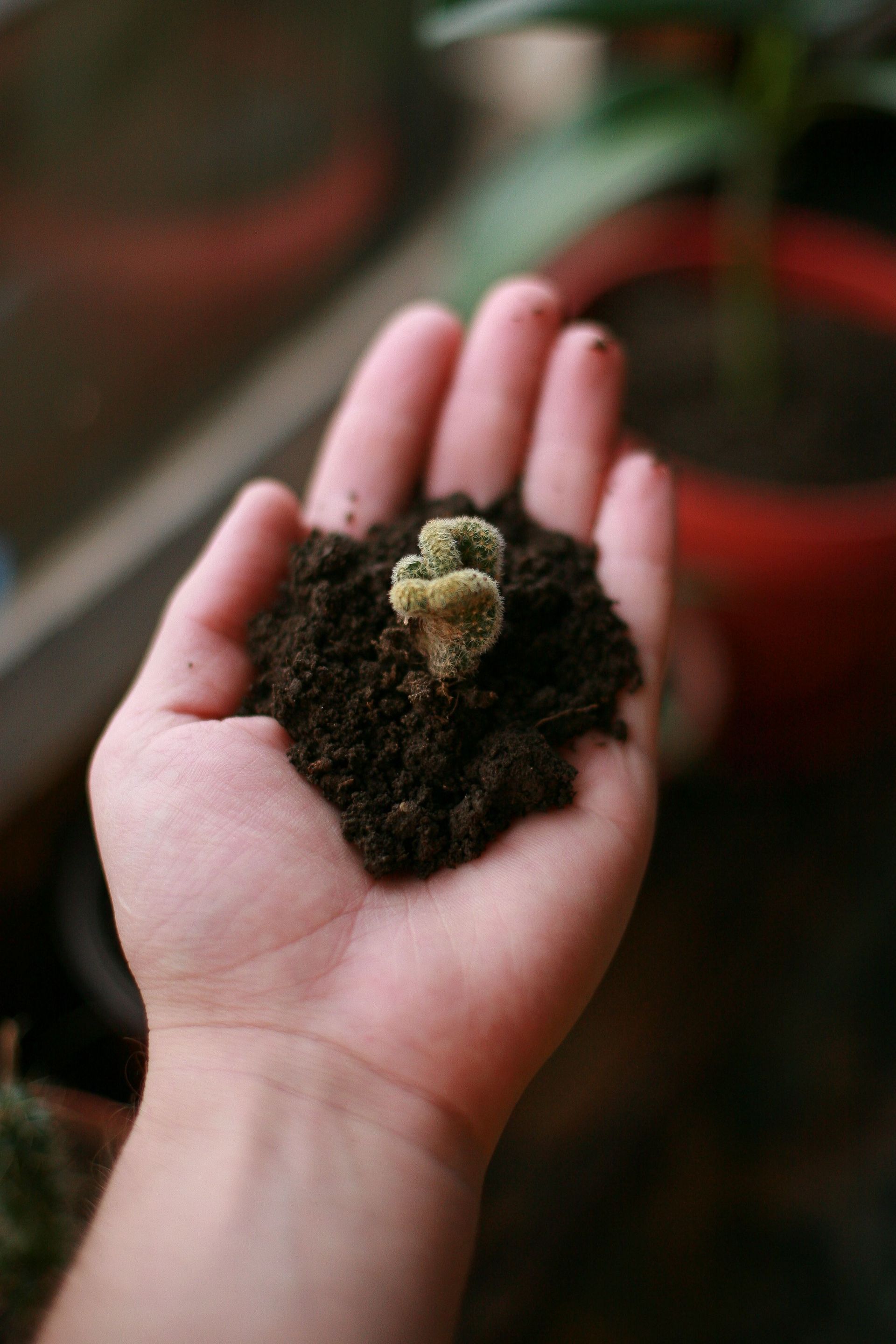 Een hand houdt een klein groen cactusje vast met donkere aarde, tegen een wazige achtergrond van rode potten.