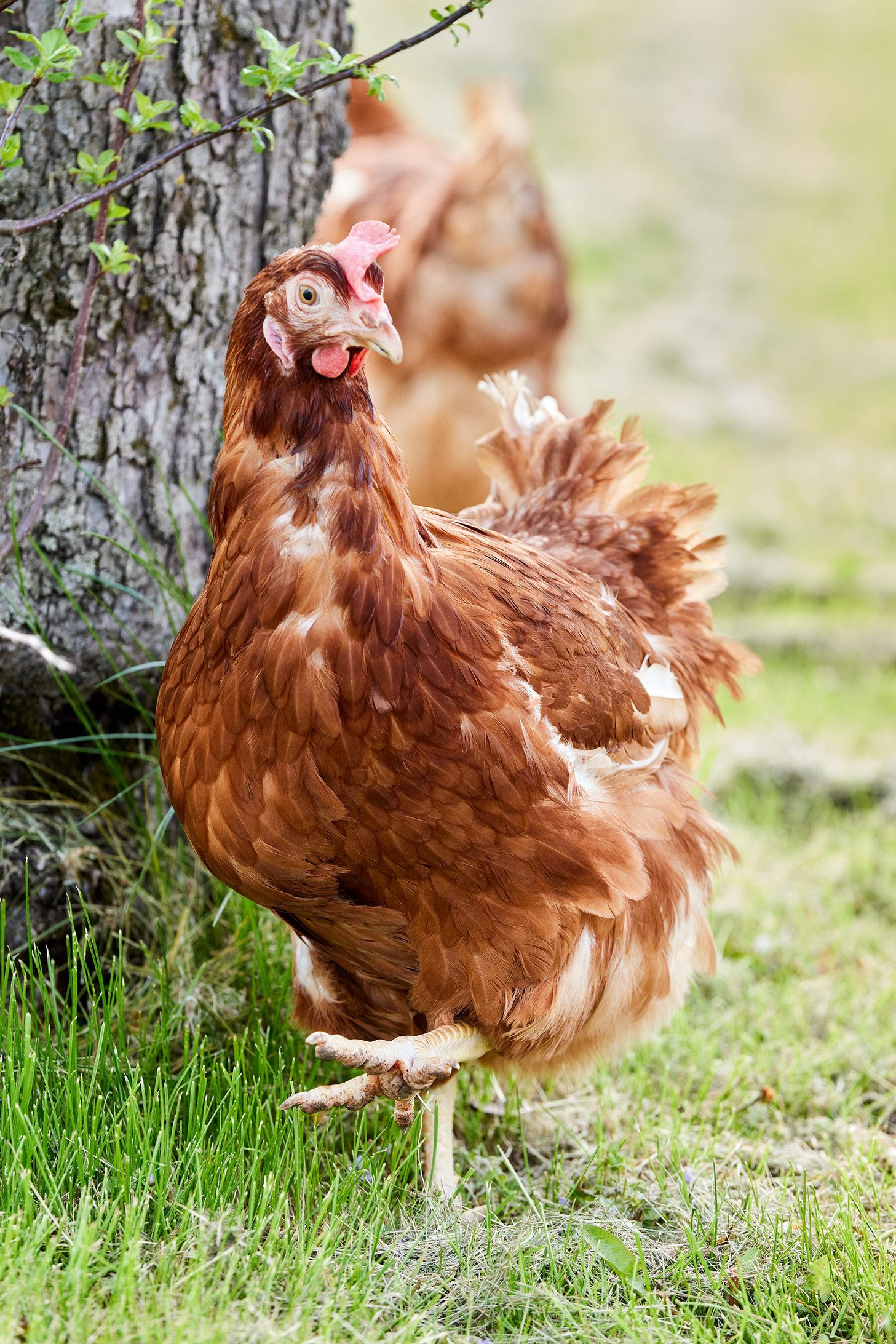 Eine braune Henne steht mit einem erhobenen Bein in einer Grasfläche neben einem Baum. Im Hintergrund weiteres Huhn zu sehen.