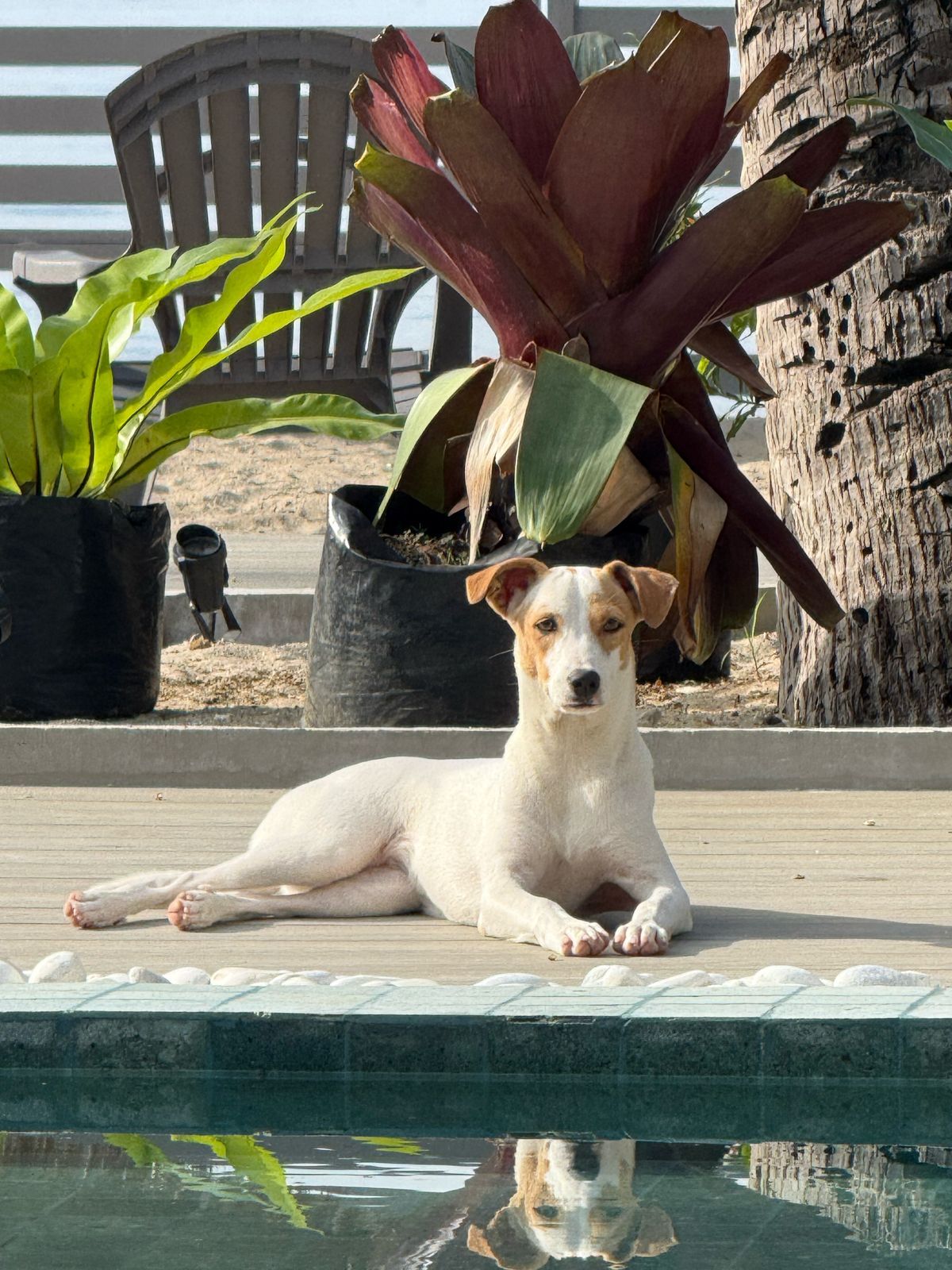 A white dog is laying on the edge of a swimming pool.