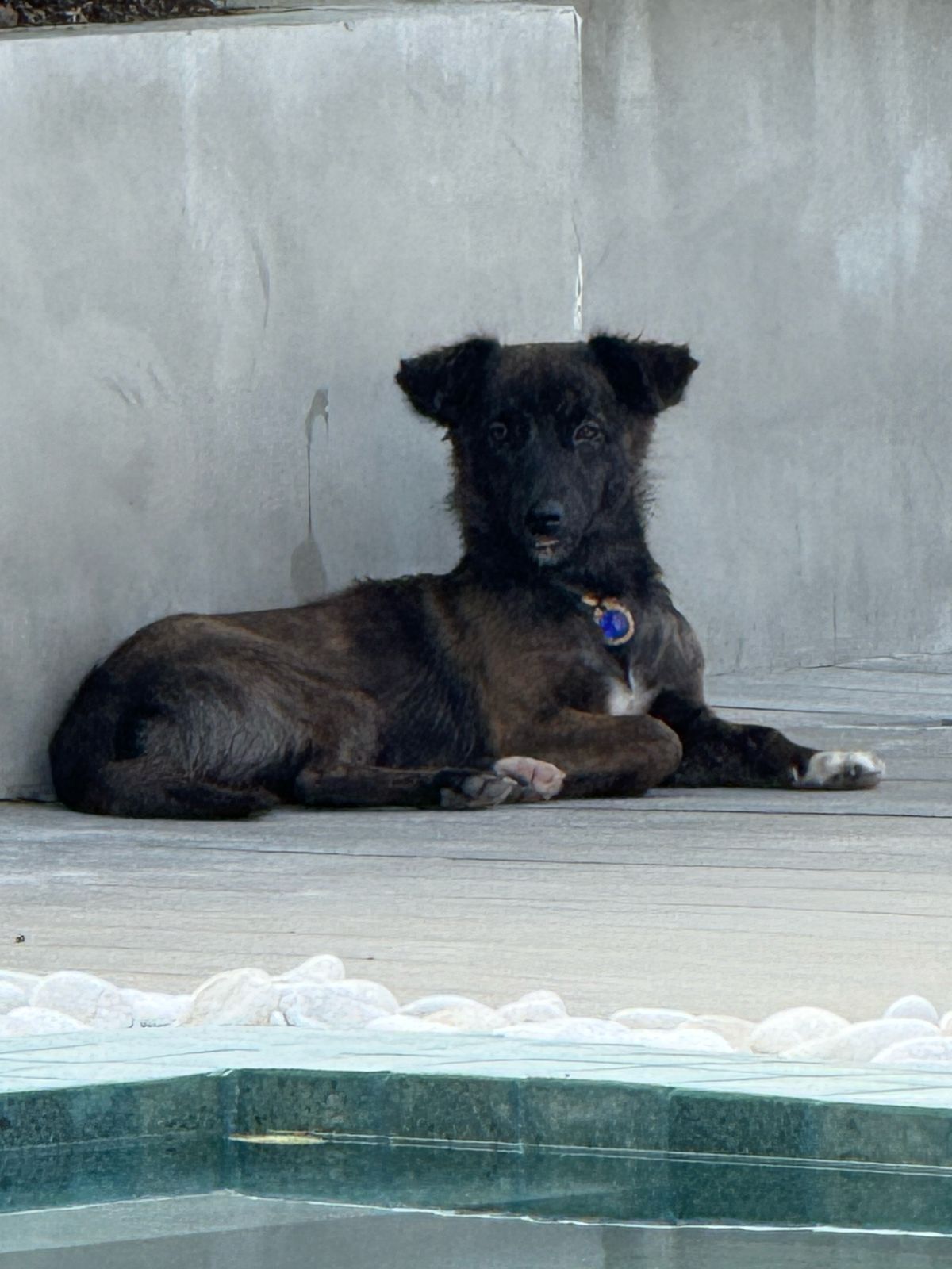 A black dog with a blue collar is laying next to a pool