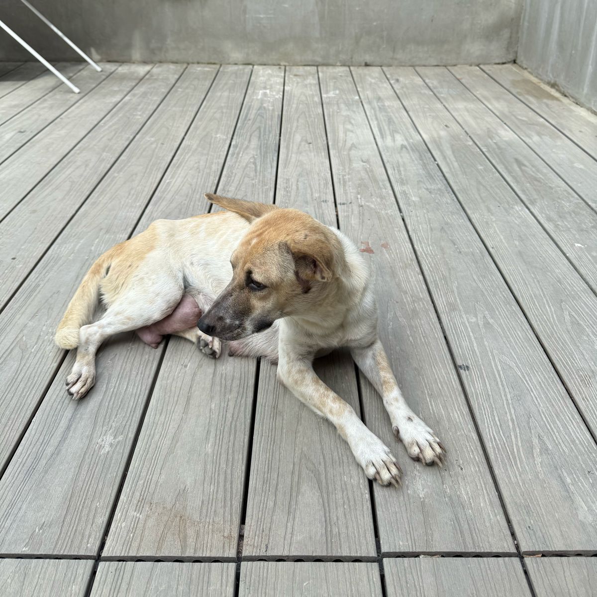 A brown and white dog laying on a wooden deck