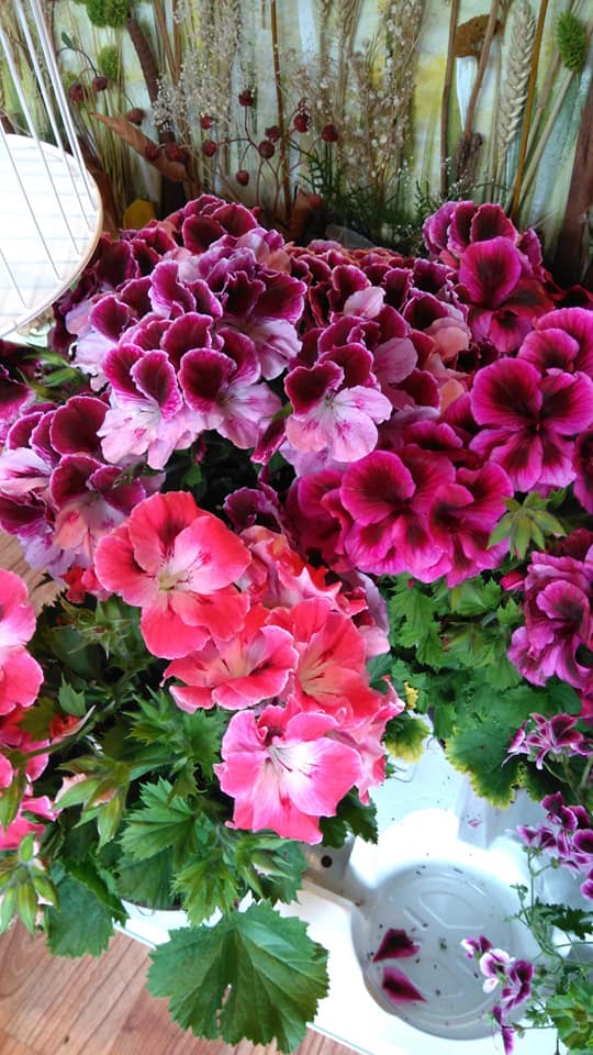 fiori e piante
