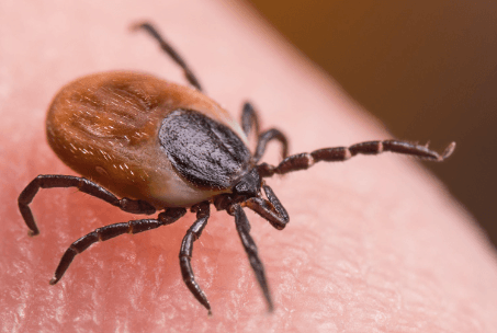 A close up of a tick on a person 's skin.