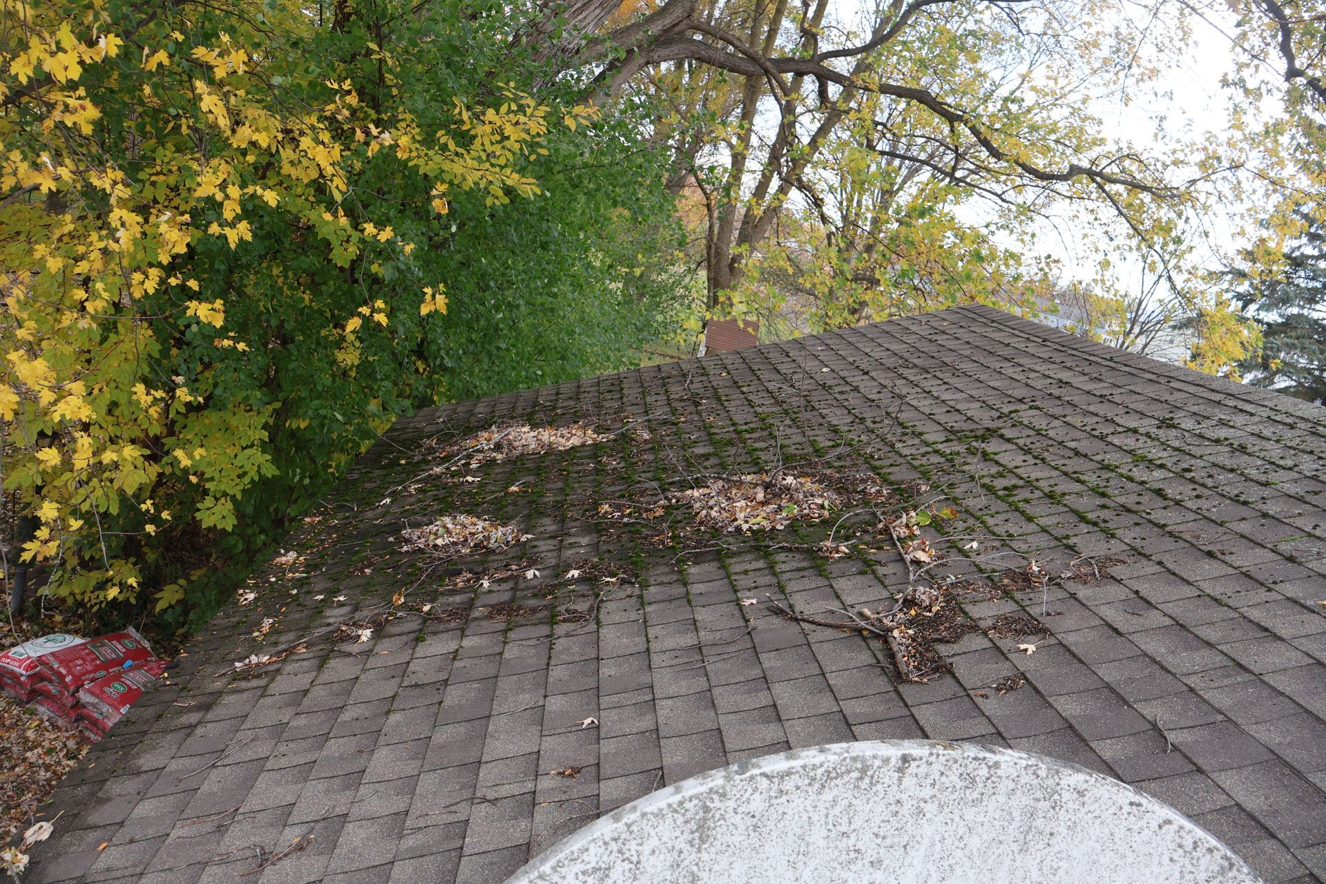 A section of a shingled roof covered in dark patches of moss and scattered autumn leaves near overhanging tree branches.