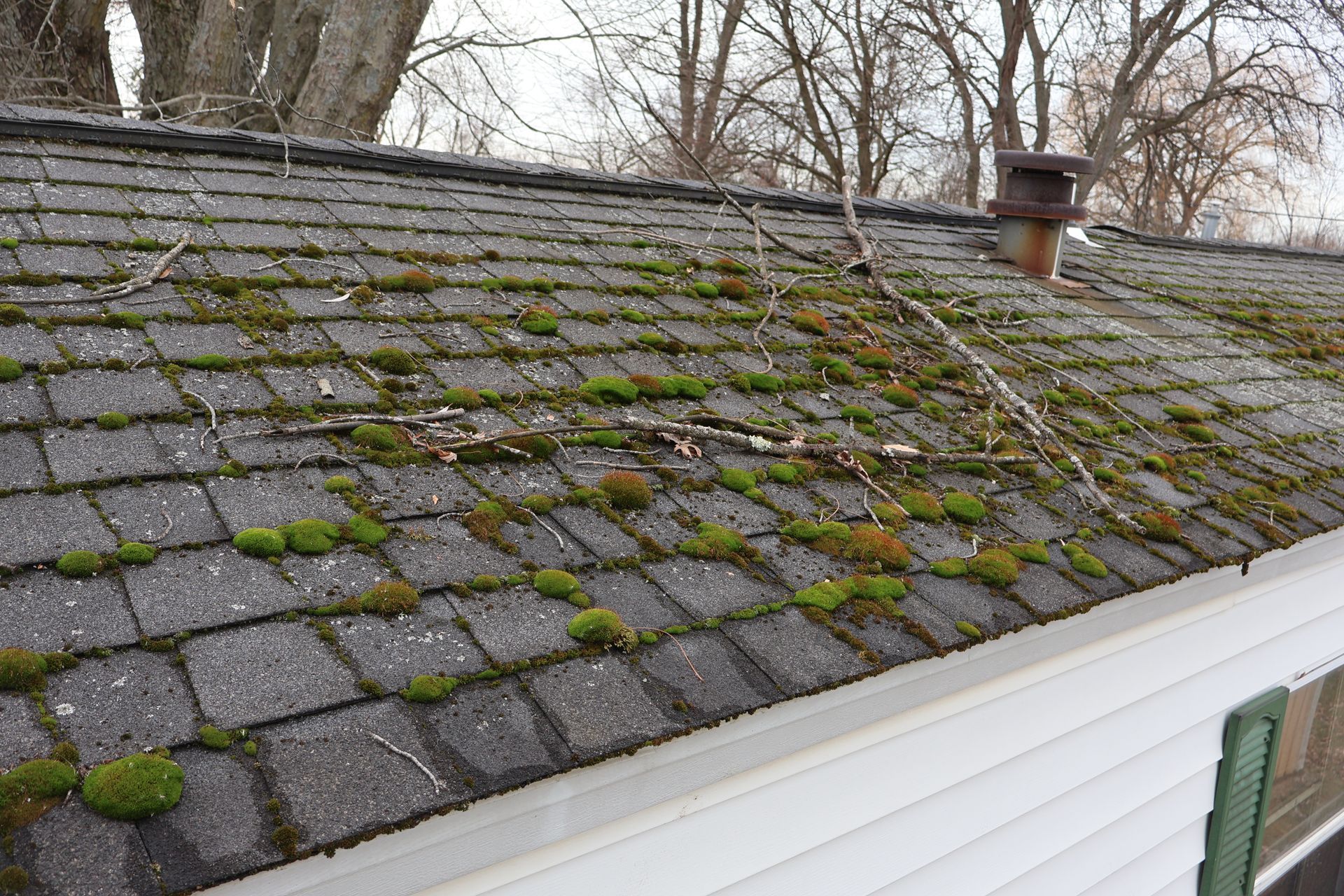 A residential asphalt shingle roof covered with patches of green moss and scattered fallen tree branches.