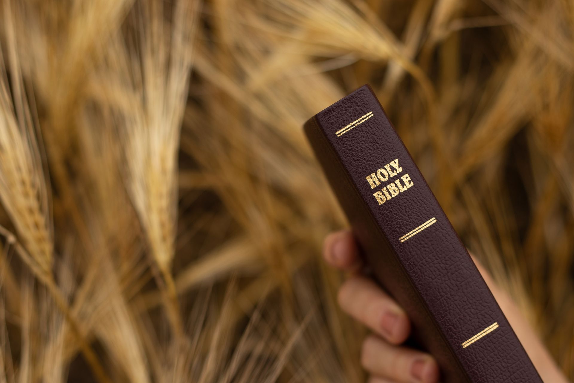 A person is holding a holy bible in front of a field of wheat.