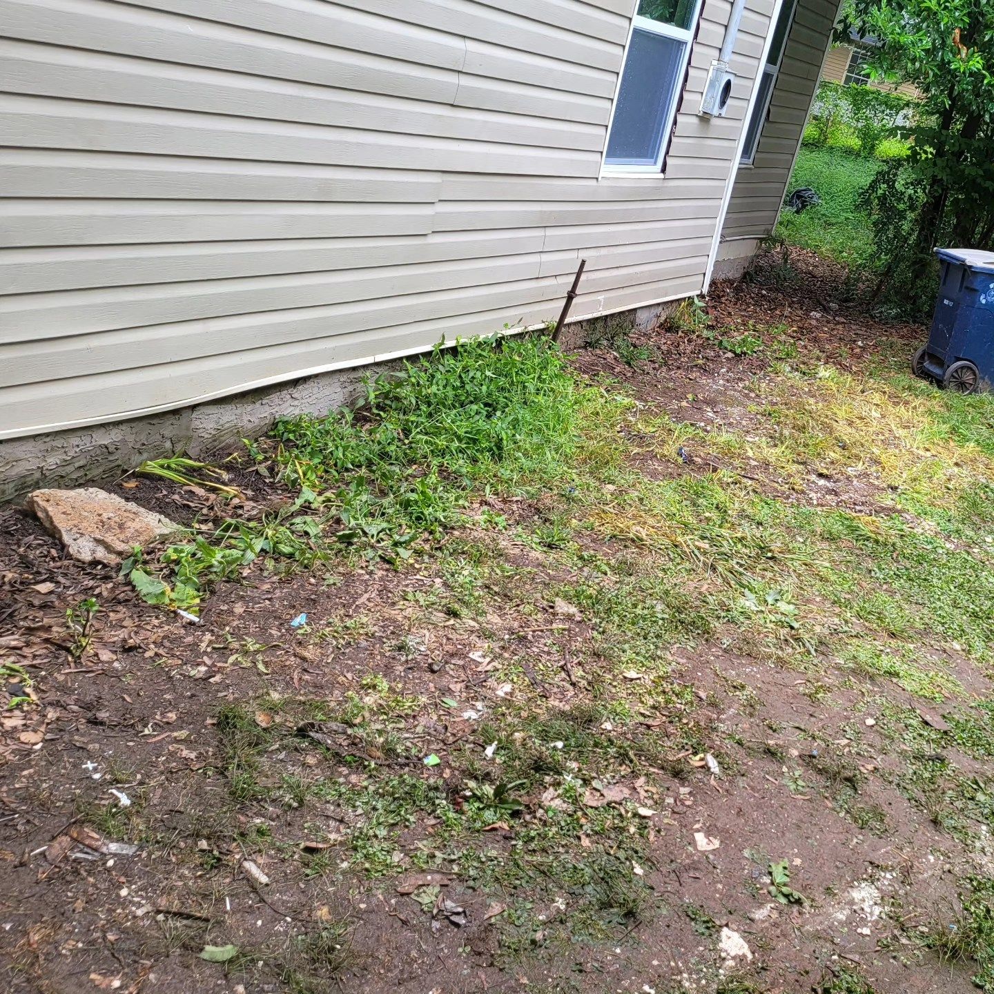 Side of a house with overgrown weeds and grass, near a blue trash can.