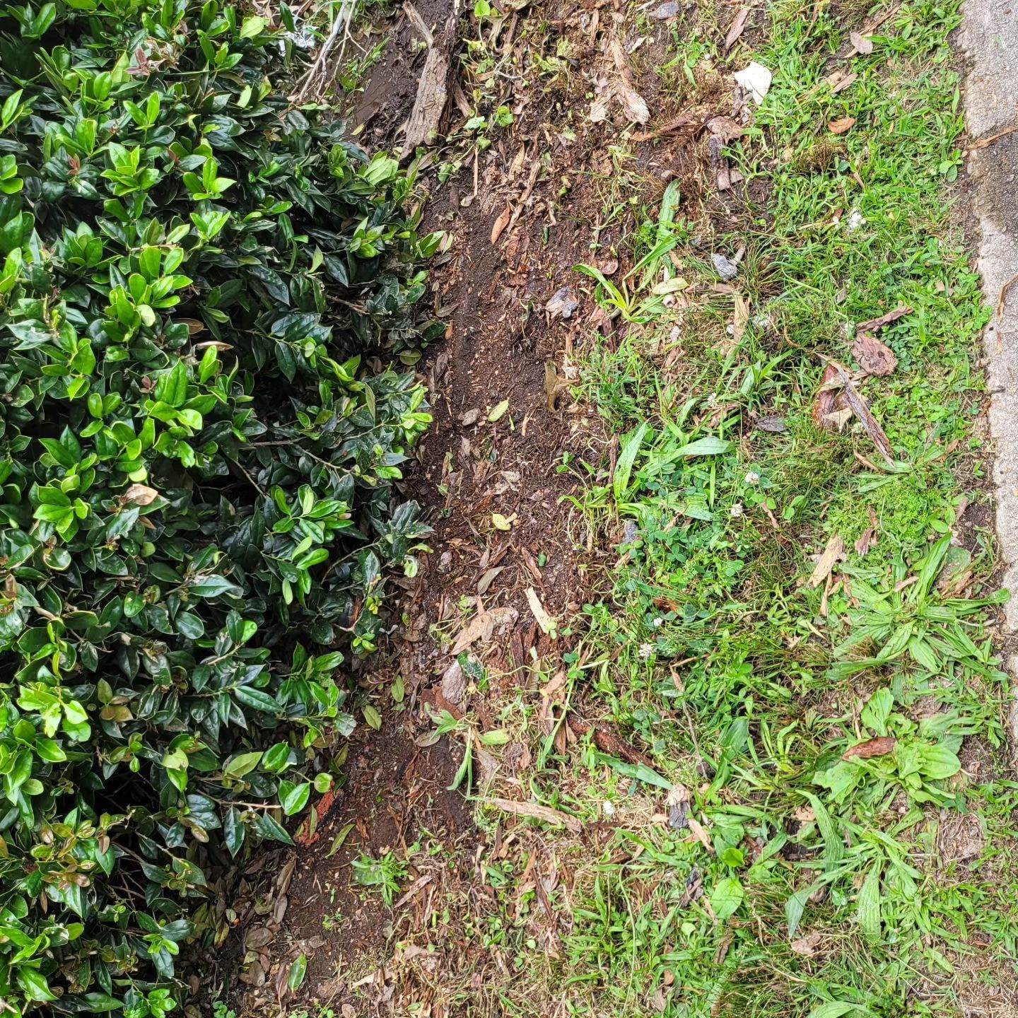 Lush green bush next to a patch of dirt and grassy area, next to a concrete path.