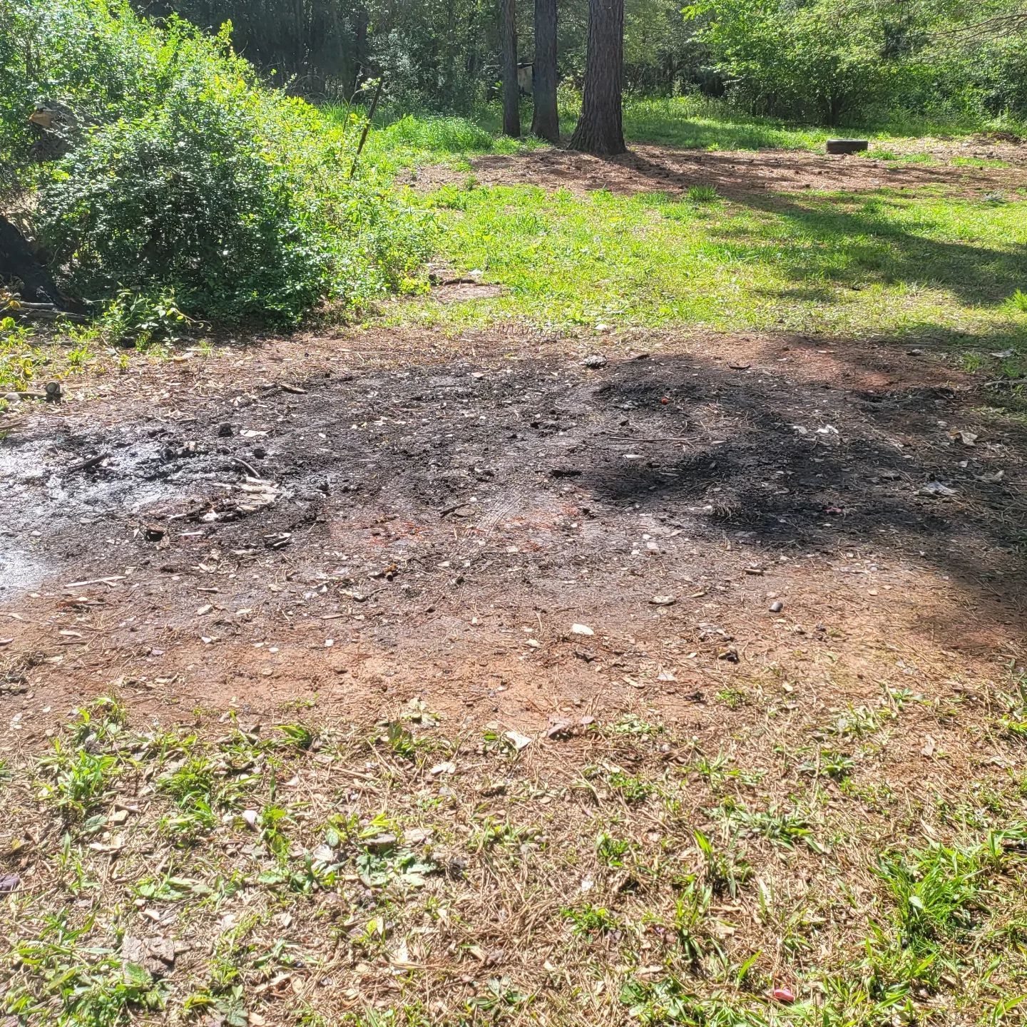 An area of charred earth and ash in a grassy clearing surrounded by trees and brush.