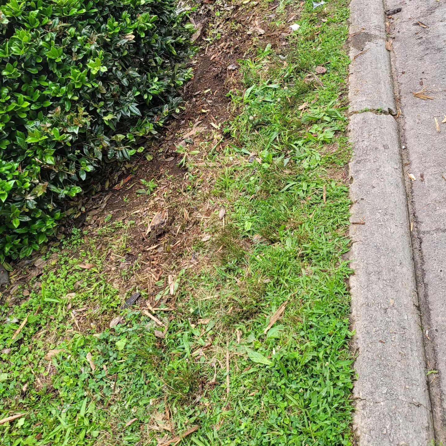 Green grass next to a concrete curb and a dark patch of earth near a green bush.