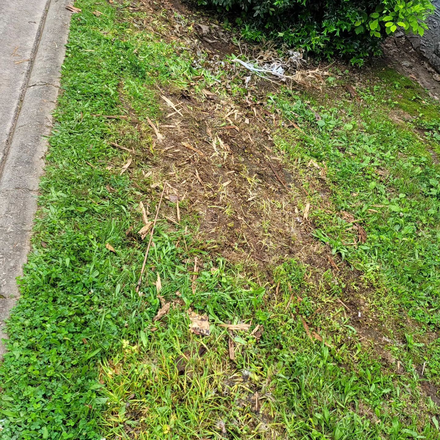 Lawn with a large, bare patch of dirt and debris.  Green grass borders the patch near a concrete sidewalk and bushes.