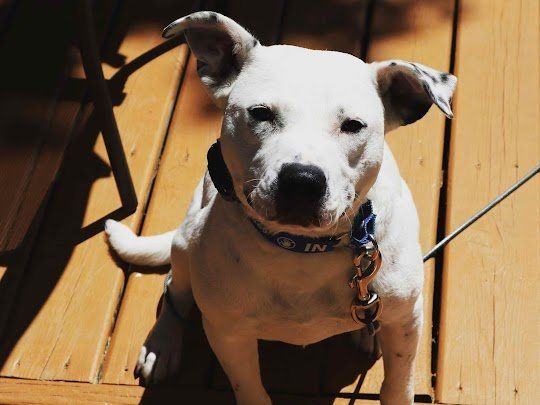 A white dog with a blue collar