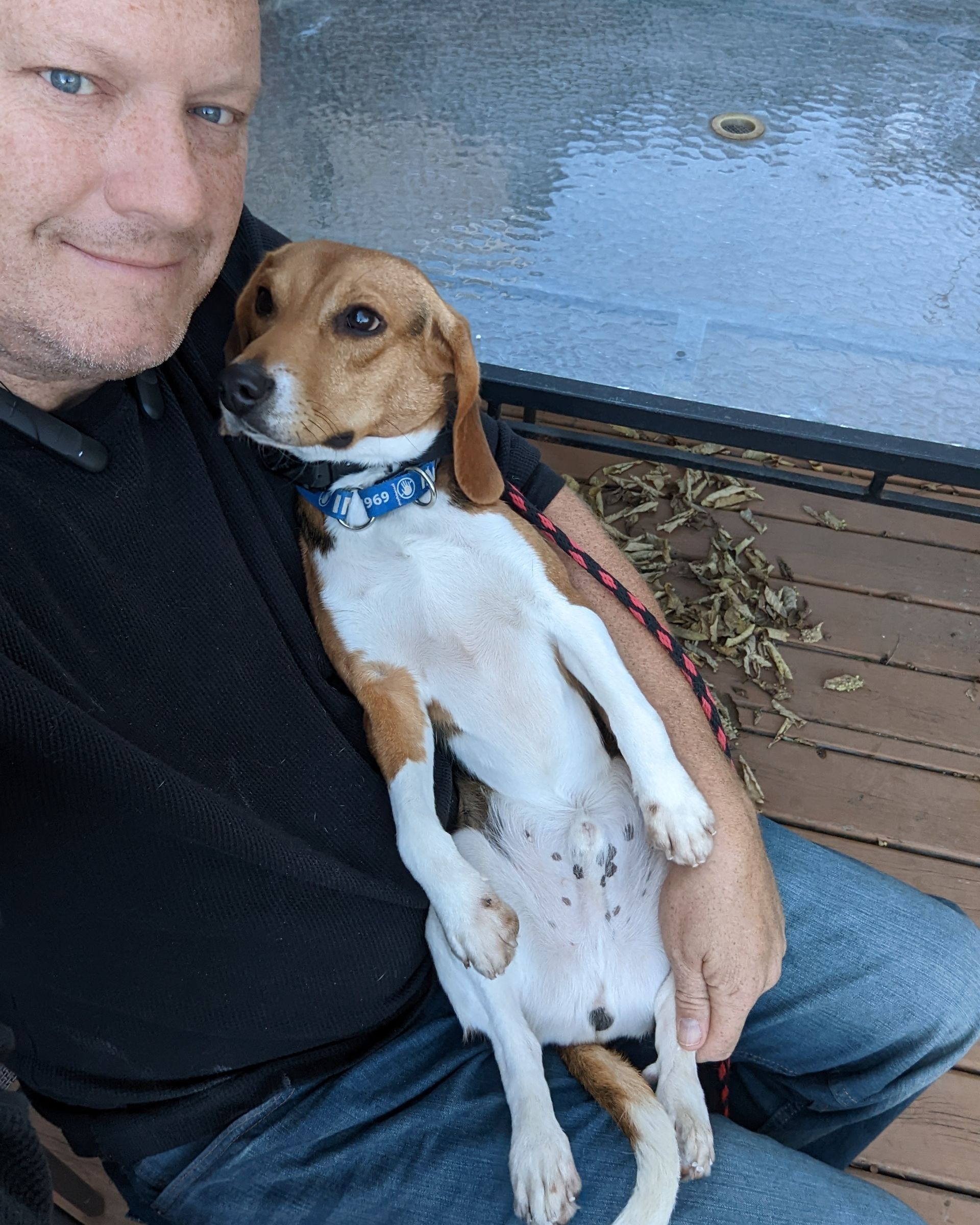 A man sits outdoors on a wooden deck, cradling a brown and white beagle dog on his lap. Dog trainer Ann Arbor MI