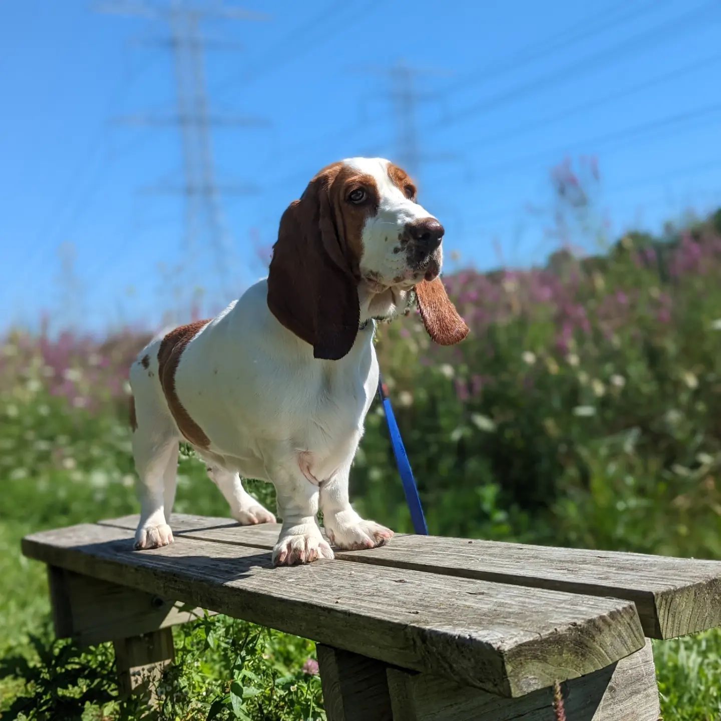 A white and brown Basset Hound stands alert on a weathered wooden bench in a sunny, grassy field with a blue sky above. Dog trainer in Ann Arbor MI.