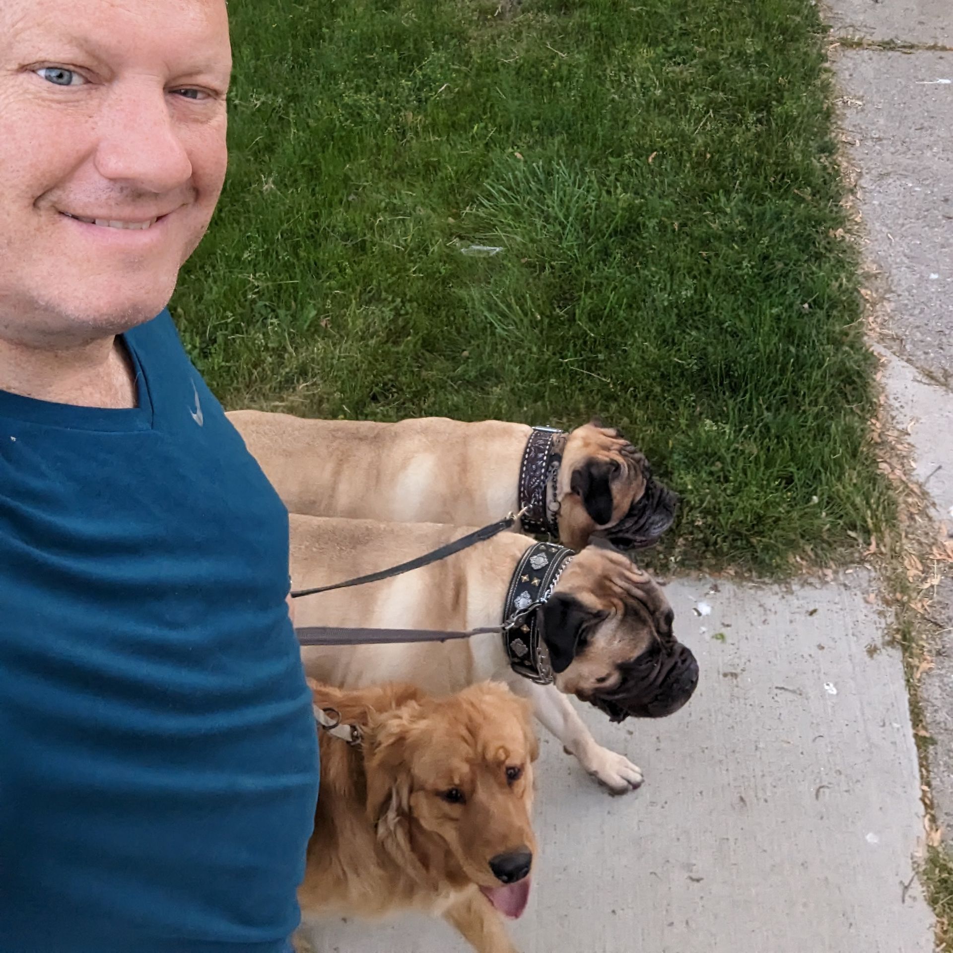A person smiling while walking three dogs on leashes along a grassy sidewalk.