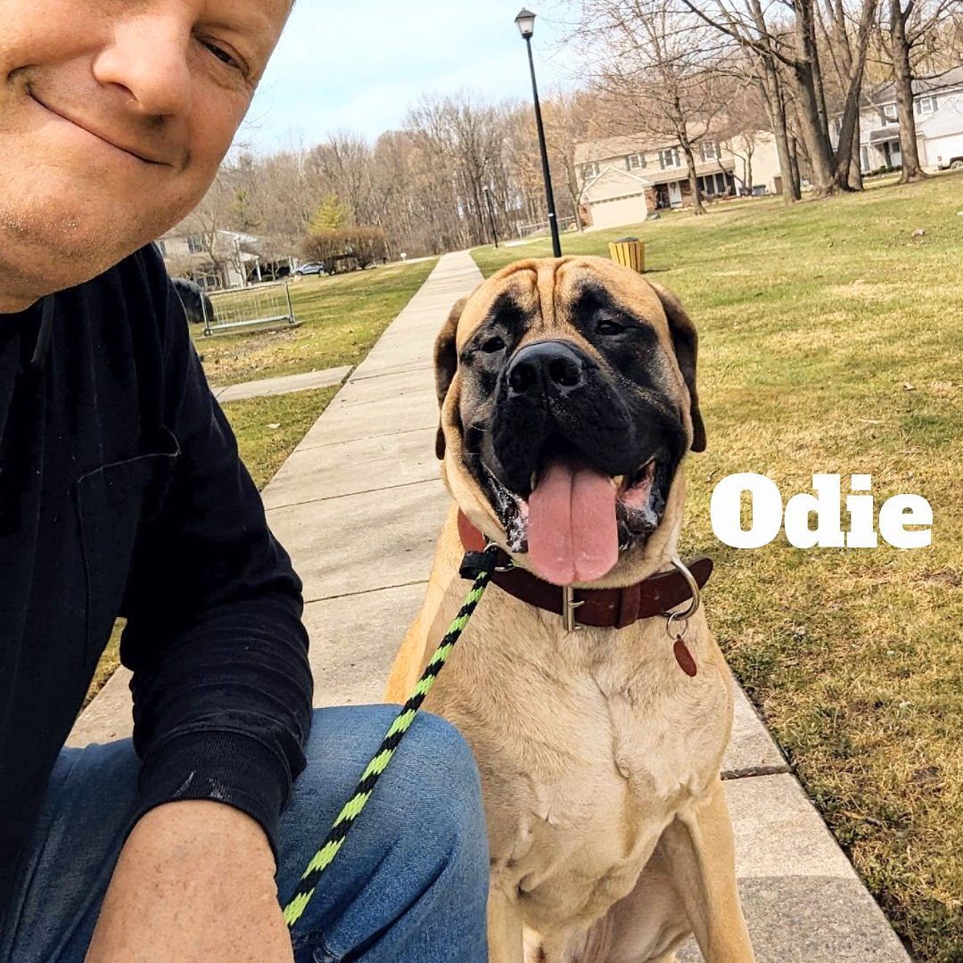 A person takes a selfie with a tan mastiff dog named Odie, who is sitting on a sidewalk with its tongue out. Dog trainer in Adrian MI. 