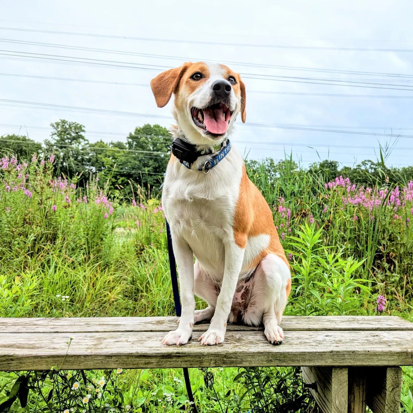A tan and white dog with a collar sits happily on a wooden bench in a field of green grass and purple flowers. Dog trainer in Adrian MI. 