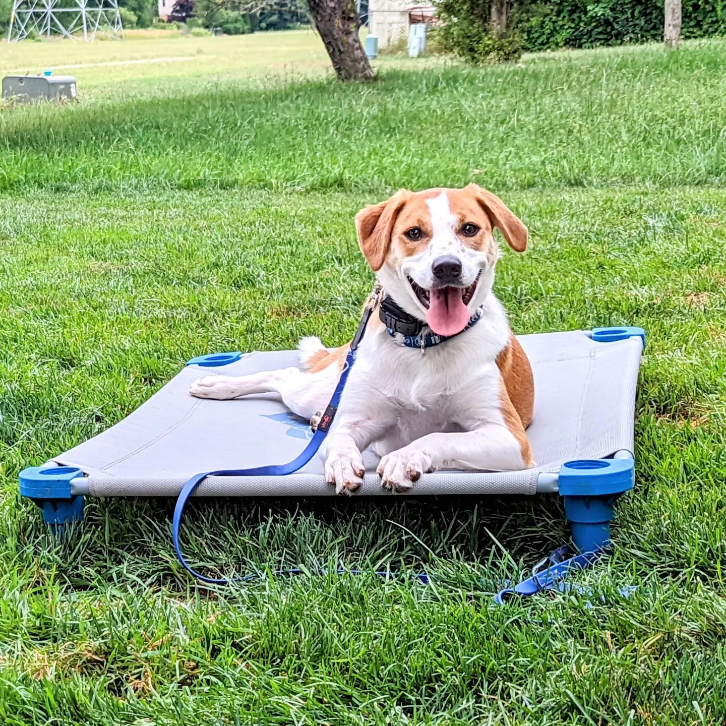 A tan and white dog with its tongue out rests on a gray elevated dog bed in a grassy field. Dog trainer in Adrian MI. 