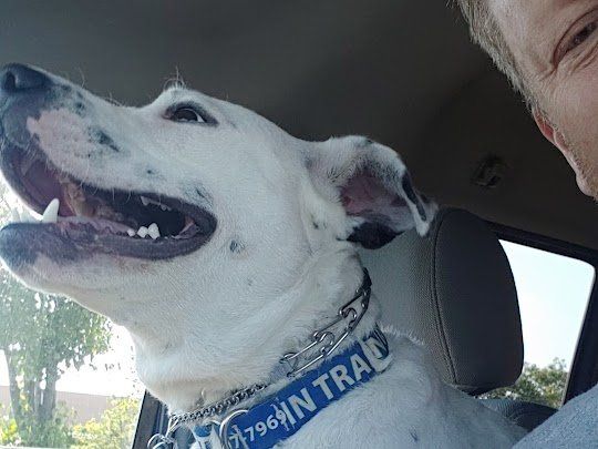 A white dog with a blue collar is sitting next to a man in a car.