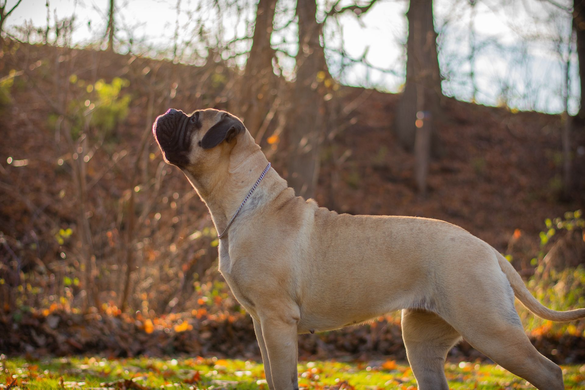 A large, muscular dog standing outdoors in a natural setting.