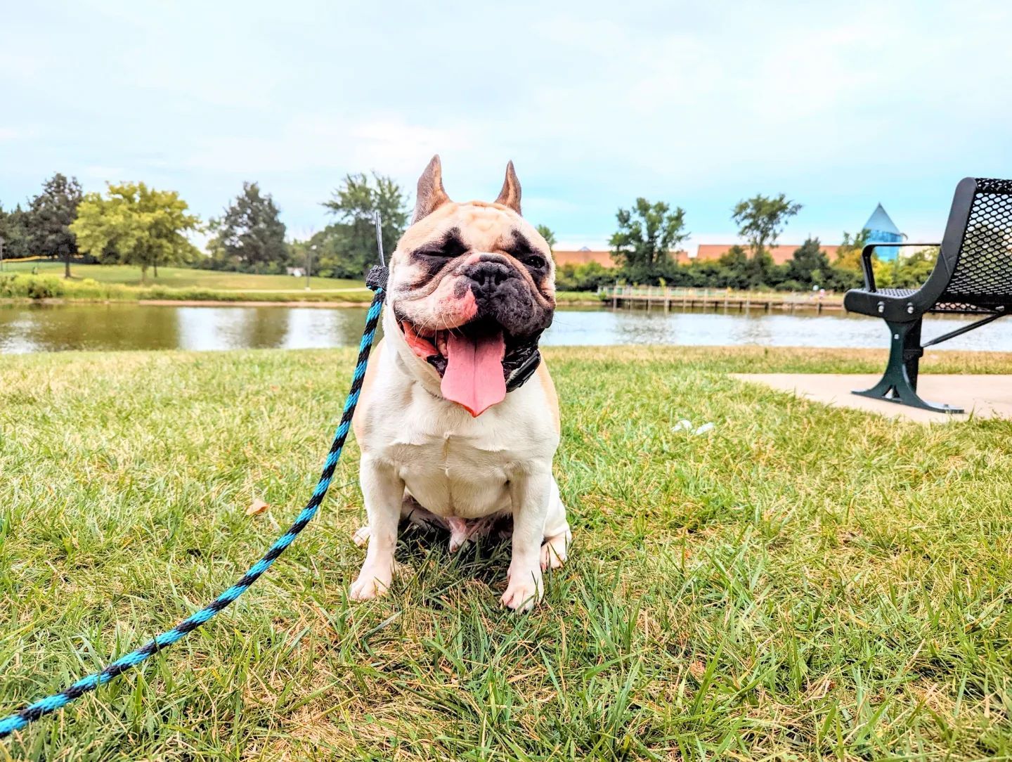 A french bulldog on a leash in a park