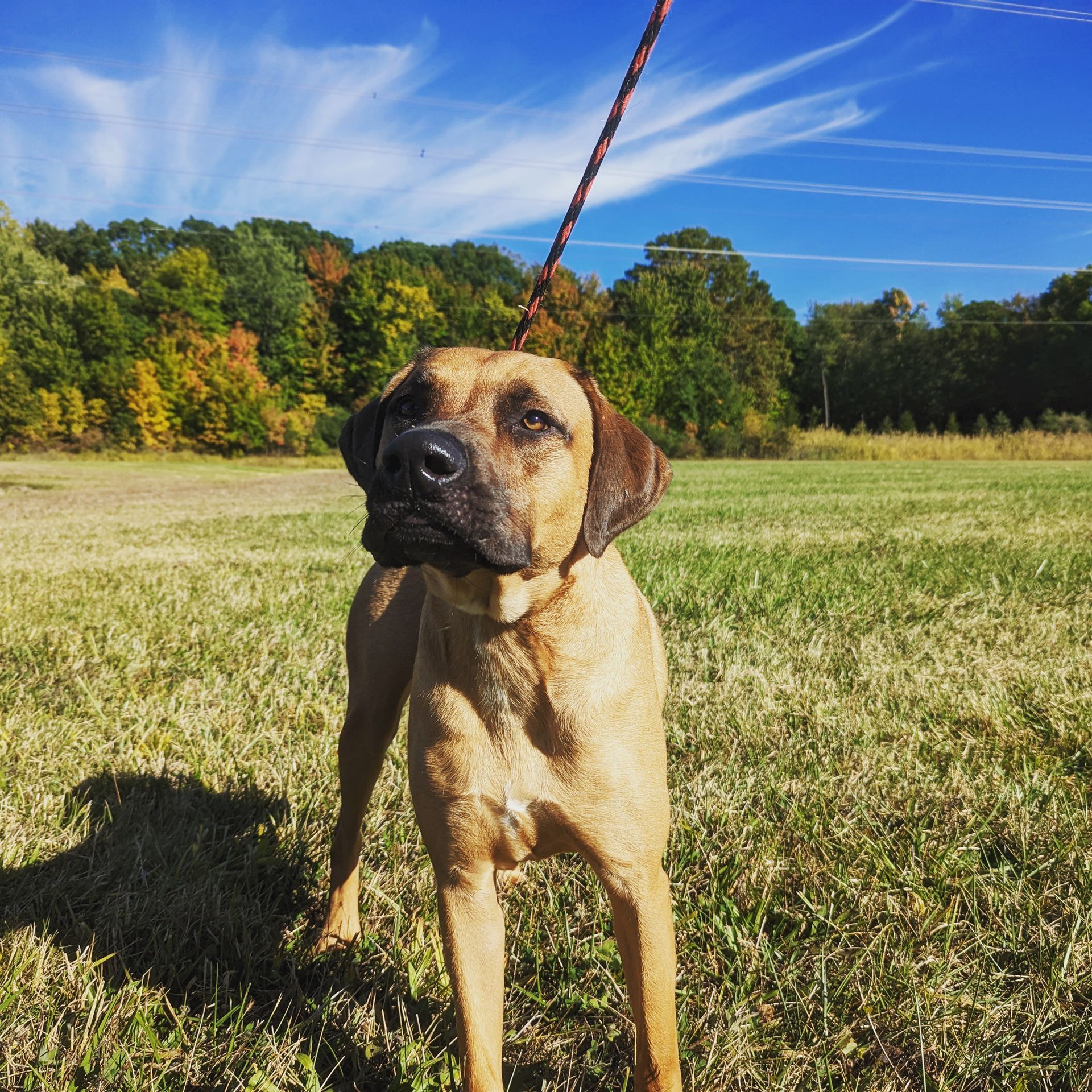 A medium-to-large tan dog standing in an open grassy field.