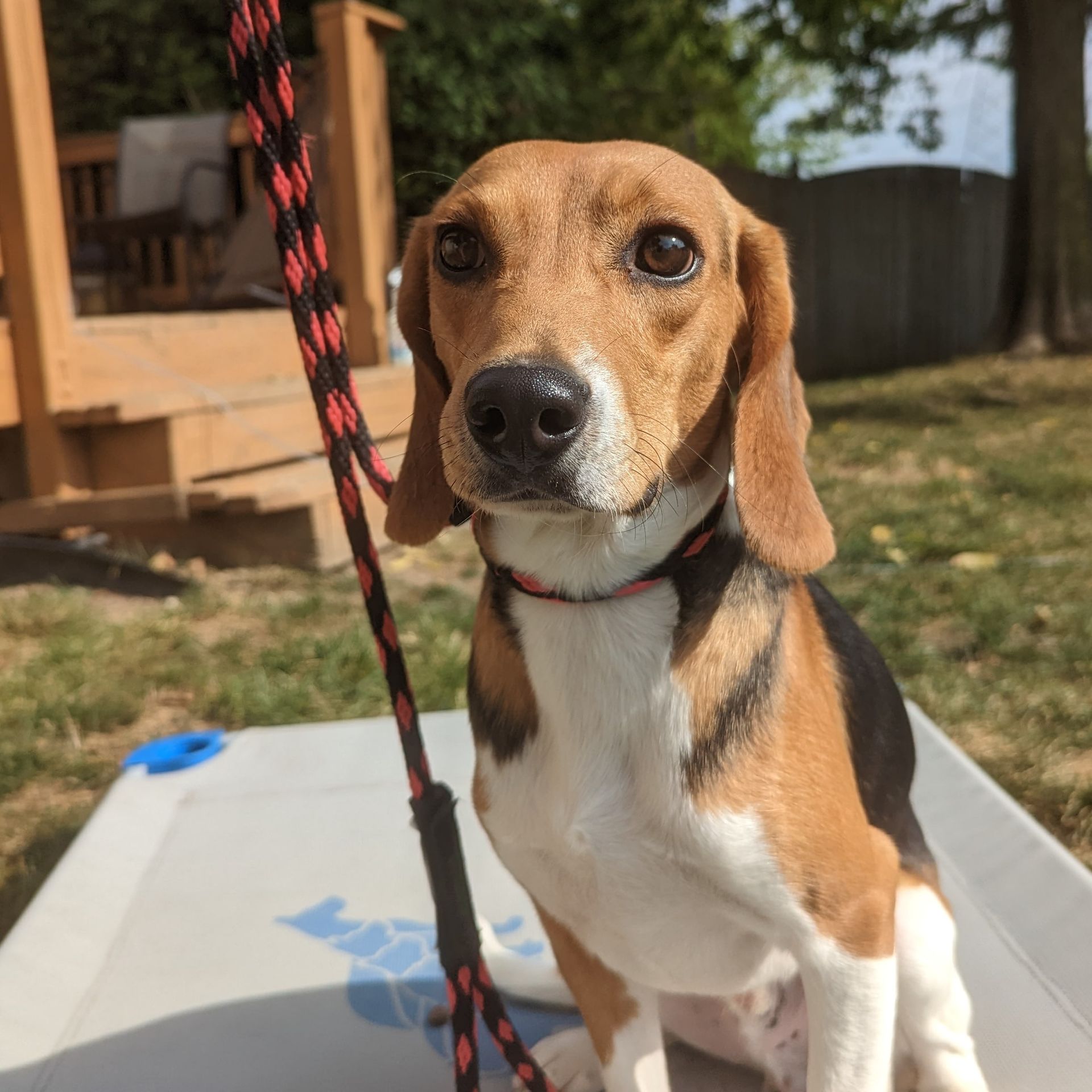 A brown and white dog with a red and black leash