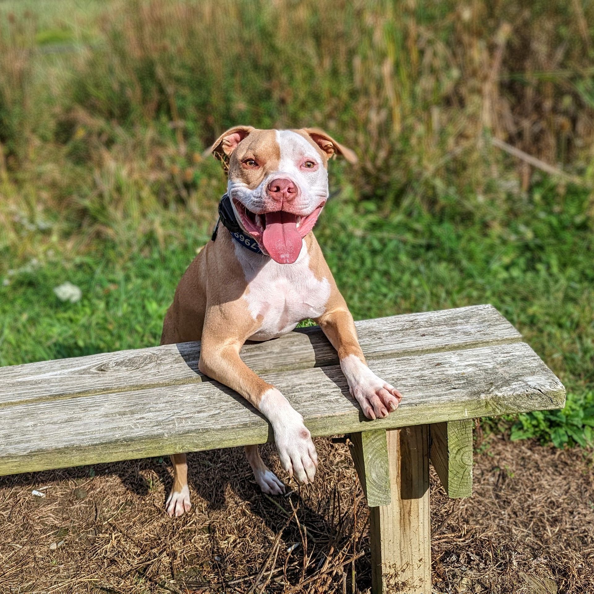 A tan and white pit bull mix rests its front paws on a rustic wooden bench, tongue out and smiling in a grassy park. Dog trainer in Birmingham MI.