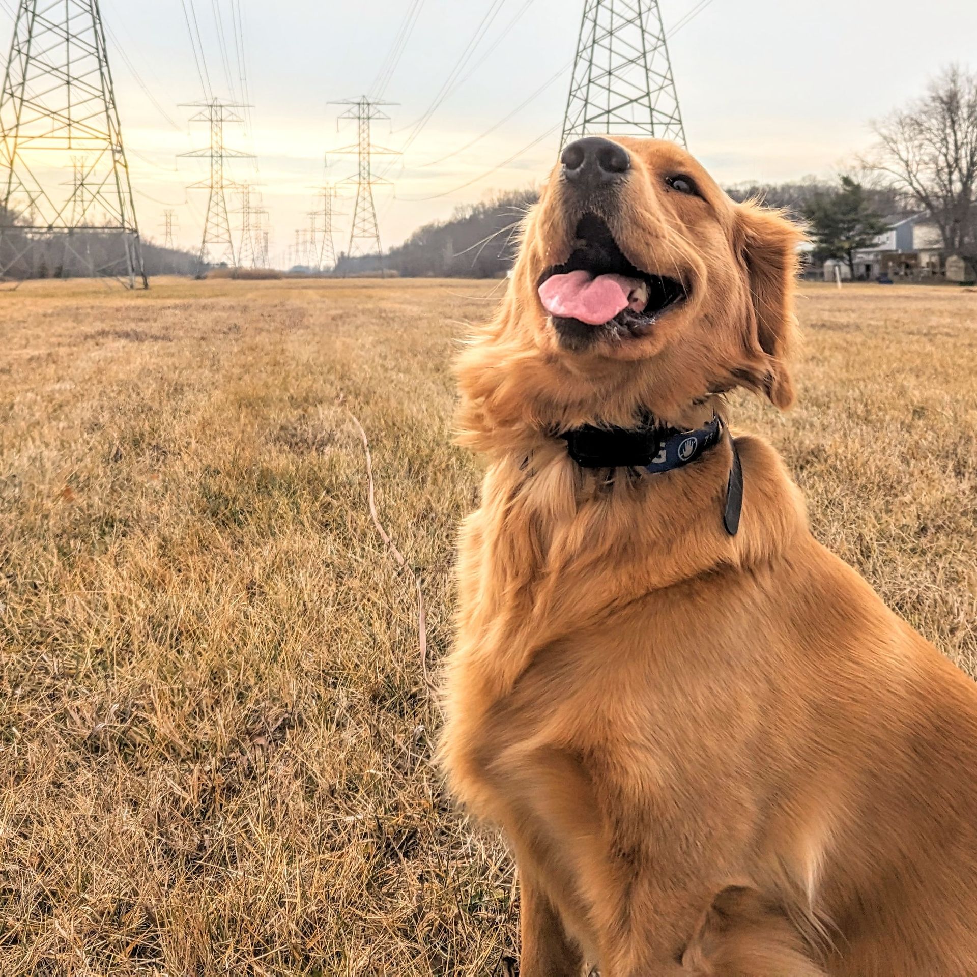 A golden dog sits in a dry, grassy field beneath power lines, smiling with its tongue out. Dog trainer in Birmingham MI. 