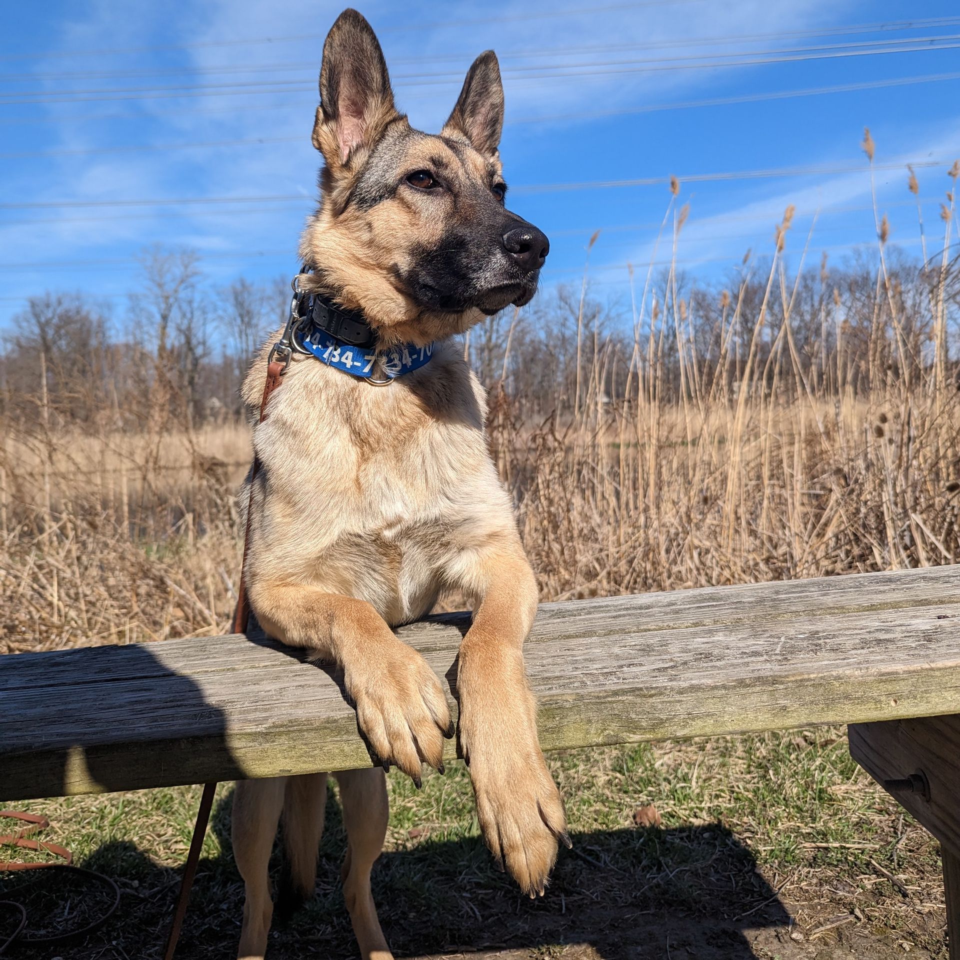 A German Shepherd with a blue collar stands on a wooden bench outdoors against a backdrop of tall grass and blue sky.  Dog trainer in Bloomfield Hills MI.