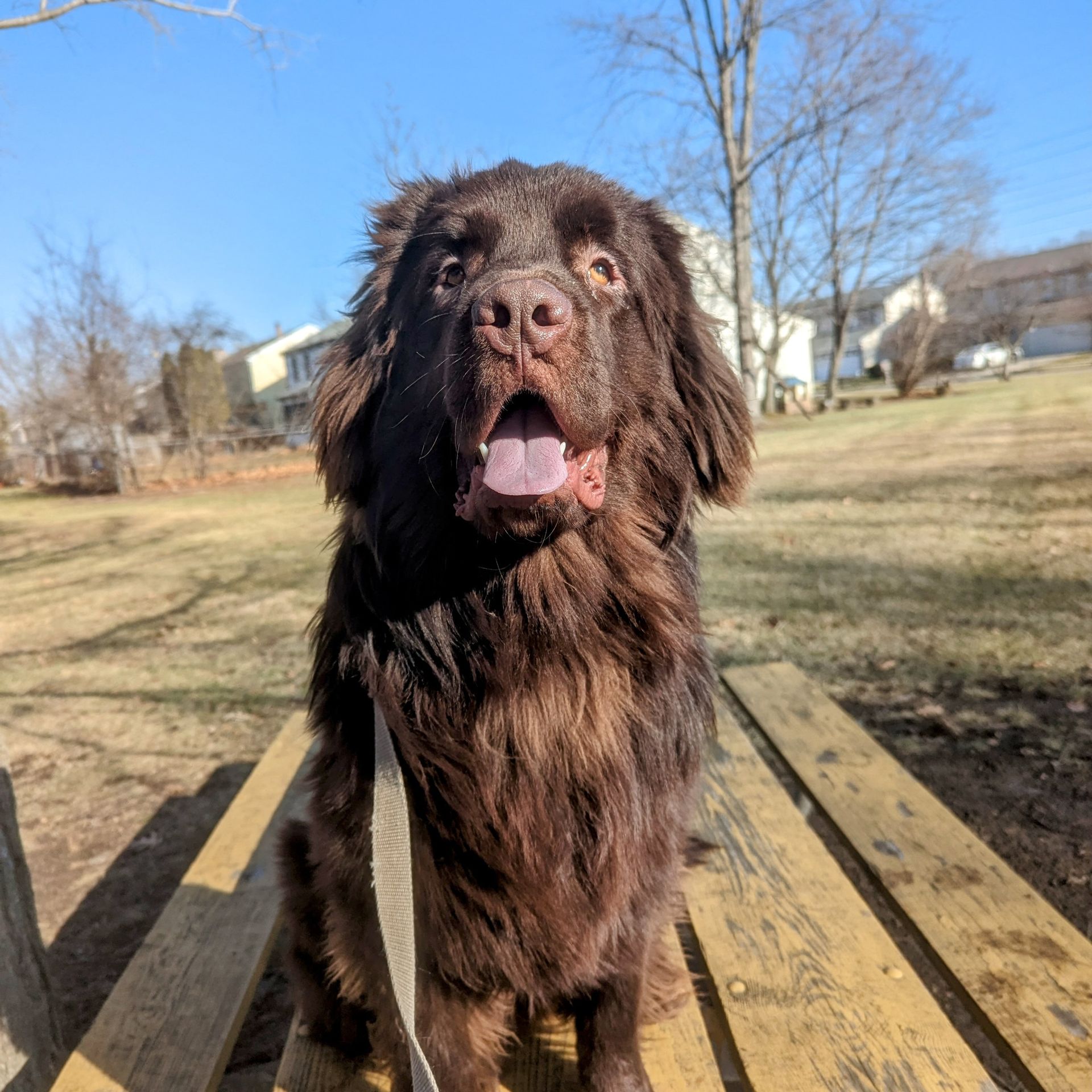 A friendly, dark brown dog with its tongue out, sitting on a wooden bench in a sunny, grassy park. Dog trainer in Bloomfield Hills MI.