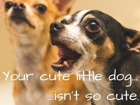 A picture of two dogs with the caption