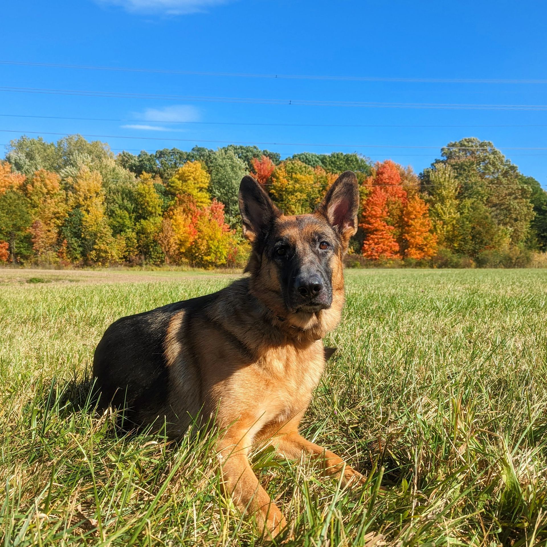 A German Shepherd sits in a grassy field against a backdrop of colorful autumn trees under a bright blue sky.  Dog trainer in Bloomfield Hills MI.