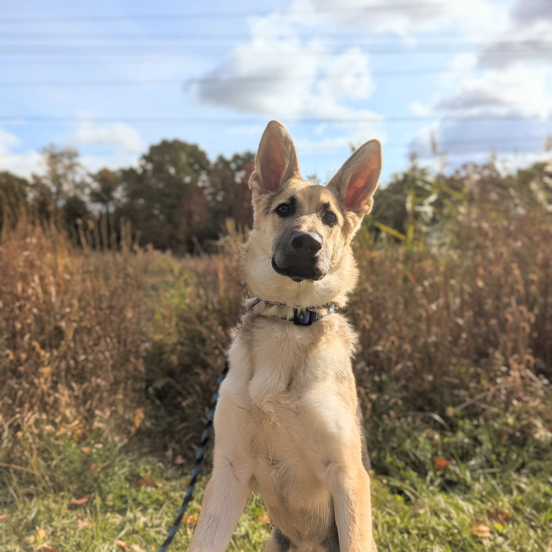 A tan German Shepherd puppy sits outdoors in a grassy field with a blue leash against a sunny, cloudy sky.