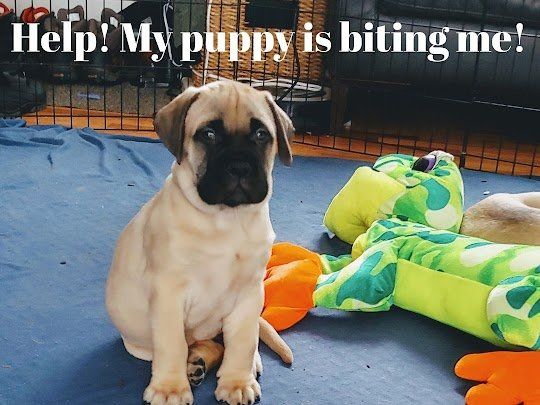 A picture of a puppy with the words help my puppy is biting me