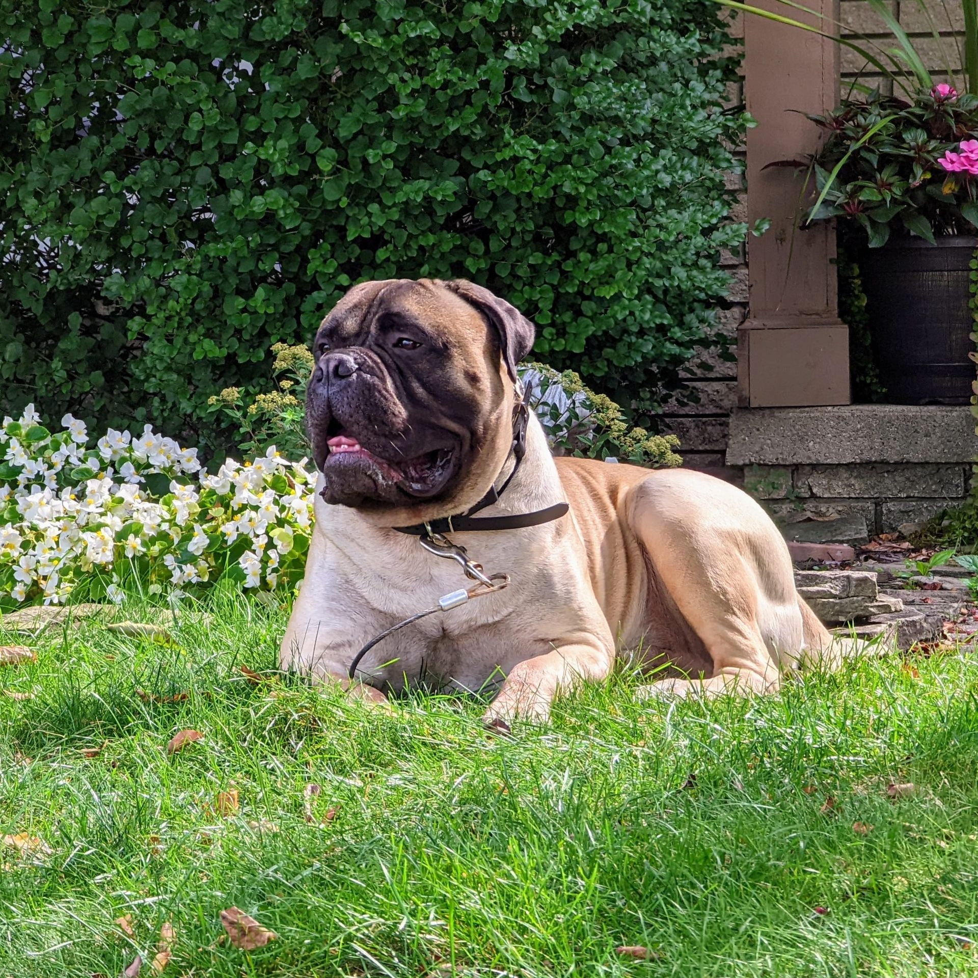 A brown and white dog is laying in the grass